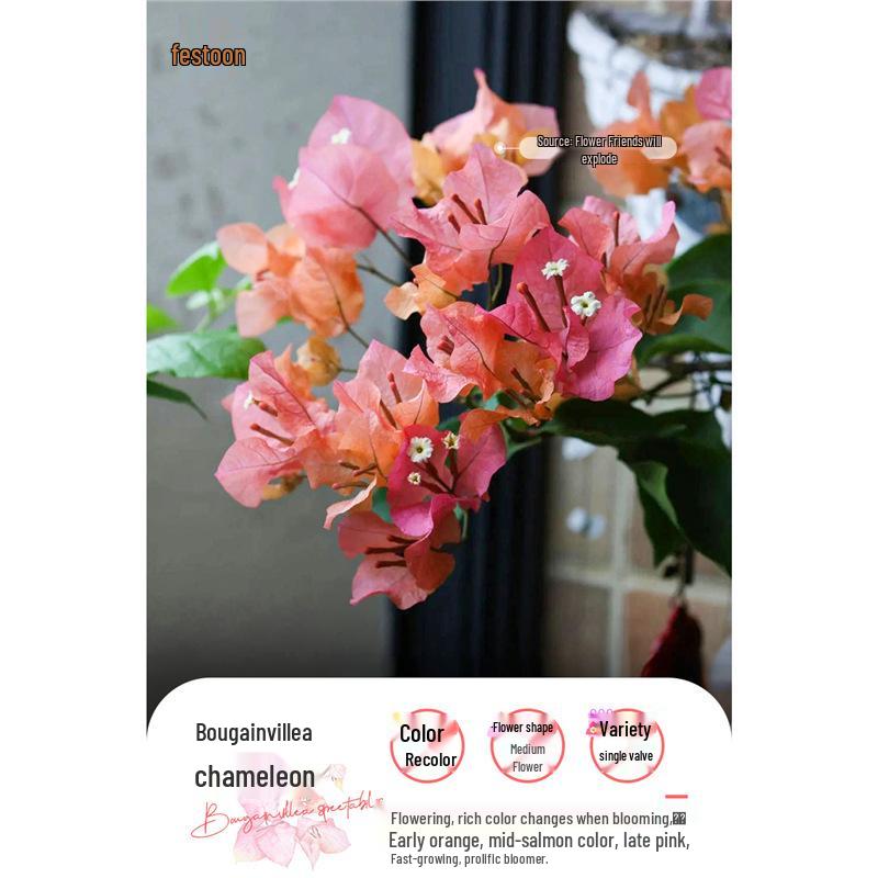 Large Bougainvillea Climbing Plant with Flowers - Indoor/Outdoor Greenery for Balcony and Courtyard