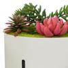 Aroma Diffuser for Essential Oils, Humidifier with Light, Artificial Plant, Music,