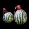 100Pcs Garden Cucumbers Growing Storage Mesh Net Vegetable Bags Hanging Watermelon Grow Net Bags Reusable Cantaloupes Mesh Net