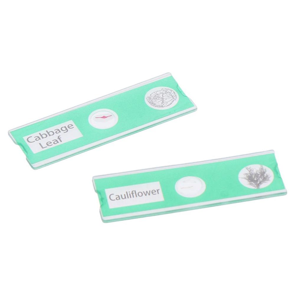 Образцы Экземпляры Микроскоп Слайды Микроскоп Образец Готовые Слайды Дети