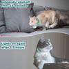 Pet Supplies Cat Laser Toy Automatic Led Cat Collar Cat Laser Collar  for Cat Accessories