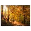 Canvas print, Forest Autumn landscape
