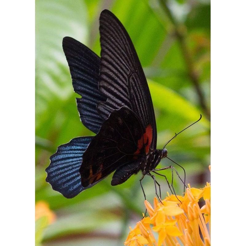 DIY Diamond Embroidery 5D Diamond Painting Butterfly Diamond Mosaic Cross Stitch Kits Rhinestones Wall Art Home Decor Gift