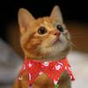Kitten Headgear Accessories Hat Scarf Christmas Cat Collar Cat Costume Pet Accessories Pets Hat