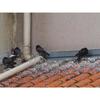 Répulsif Oiseaux Efficace pour Pigeons Colombes Goélands | Stop aux Fientes Excréments Отчаяния | Туа и Балкон | Анти-Нюзибельный