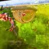 3D-печатный декор для рыбок петушков – Плавающий домик-укрытие для петушков и пещера для креветок – 3-в-1 Аквариумная гамак, Плавающая кормушка и Место для отдыха