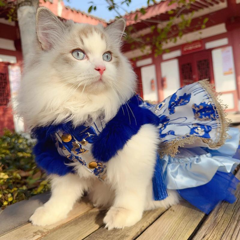 Royal Blue Princess Dress for Dogs Winter Thick Plush Cotton Warm Chinese Style Pet Outfit for Small to Medium Poodles Puppies