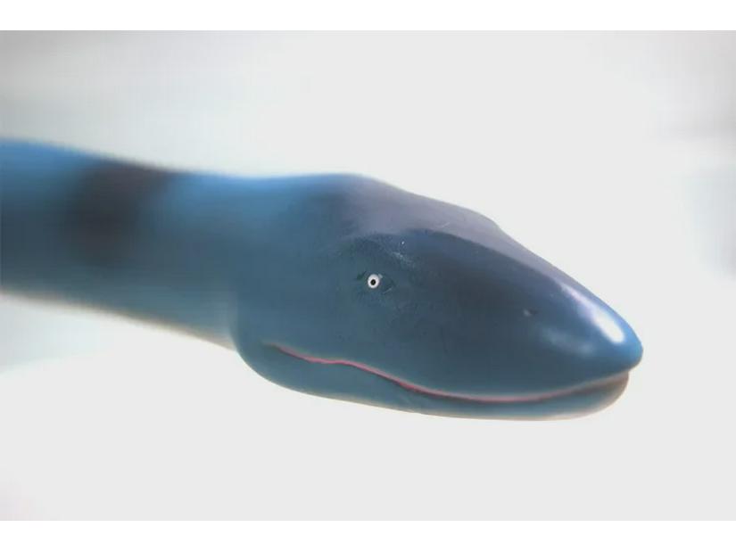 Massive Plesiosaur Deep Sea Monster Dinosaur Model Toy – Hot Sale