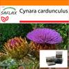 Garden In the Bag - Cardoon / Spanish Artichoke - 50 Seeds - With Substrate In a Fitting Stand Up Bag - Cynara Cardunculus