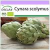 Organic - Артишок - Imperial Star - 5 семян - Cynara scolymus