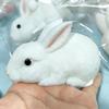 Сквиши Милый Кролик Игрушка-Антистресс Мягкий Кавайный Маленький Белый Кролик Игрушка-Фиджет Снятие Стресса Расслабление Рук Подарок Игрушка