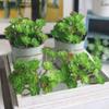 Plastic Mini Artificial Cactus Plant Real Touch Micro Landscape Decoration  Balcony Decoration