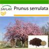 Wild Black Cherry - 30 Seeds - With Potting Substrate for Better Cultivation - Prunus Serrulata