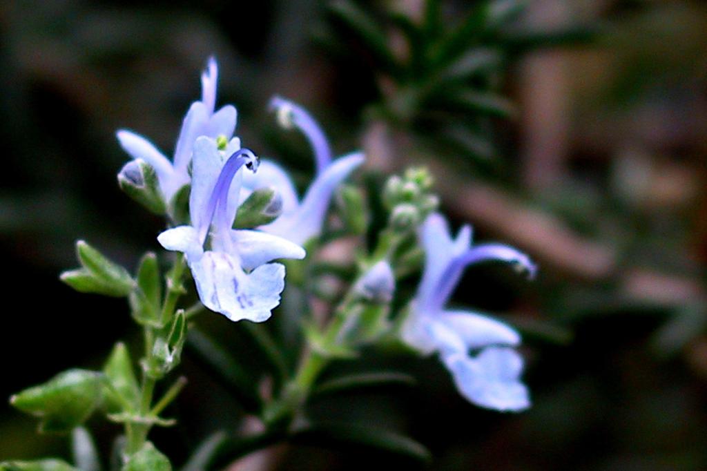 SAFLAX Garden in the Bag - Розмарин - 100 семян - С субстратом в подходящем пакете-стойке - Rosmarinus officinalis