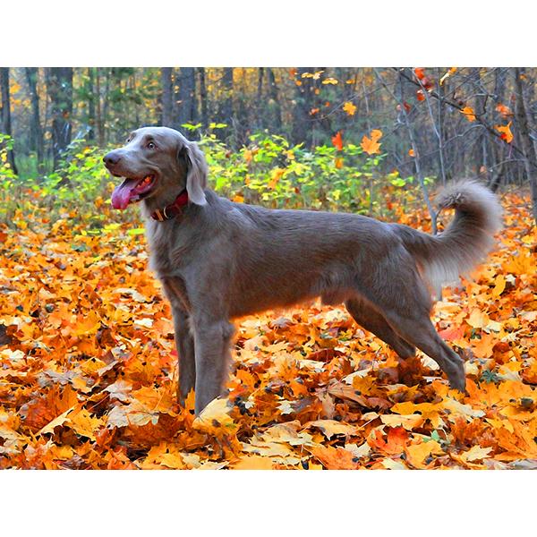 5D DIY Алмазная картина Набор Собака Осенью Искусство Алмазная вышивка Стразы Украшения для дома