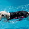 Adjustable Pet Safety Vest Enhanced Buoyancy Dog Swimming Suit  Outdoor Activities