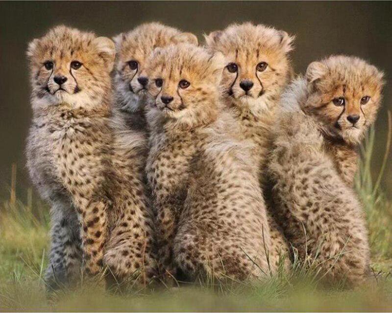 5D DIY Алмазная картина Единороги и женщины Пейзаж Луна Полная площадь/круглая Алмазная вышивка Собака Животные Стразы Мозаика Декор для дома