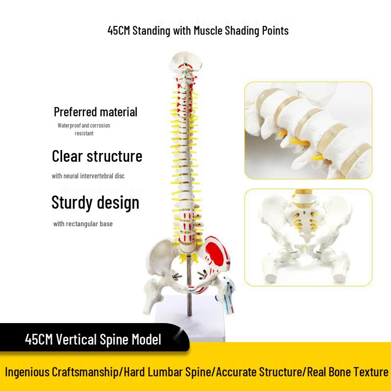 Взрослый 1:1 Модель позвоночника человека для хиропрактики - Шейный, Поясничный, и Демонстрация скелета