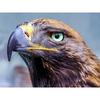 Алмазная вышивка Красивый орел 5D DIY Алмазная картина Мозаика Картинки Стразы Домашний декор