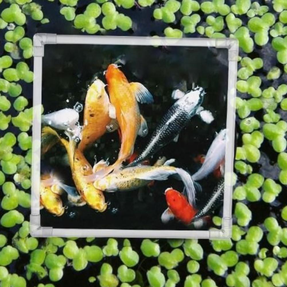 Clear Aquarium Floating Plant Corral Acrylic Aquarium Food Ring Garden Lawn Yard