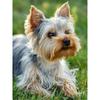 Новый 5D DIY алмазная живопись домашняя собака Алмазная вышивка животное вышивка крестиком полная квадратная круглая дрель ремесла домашний декор ручной подарок