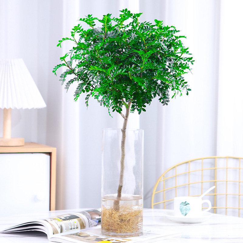 Hydroponic Fragrant Wood Plant: Indoor Insect & Mosquito Repellent, Evergreen, Year-Round Water-Cultured Green Plant for Desktops.