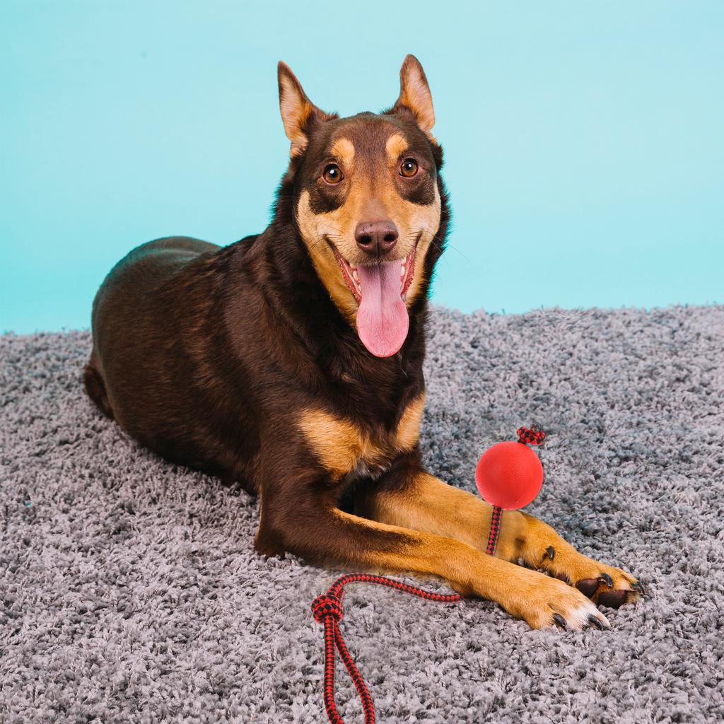 4 Pieces Dog Rope Ball Dog Ball On A Rope, Durable Elastic Solid Rubber Balls Interactive Rubber Ball Chew Toys For Small Medium
