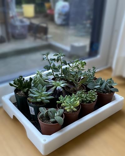 Теплица для суккулентных растений DAIM 35x28x29 см, белая