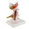 Cervical Spine Model Removable Human Spinal Nerves Model for Doctor Patient Communication Teaching Presentation