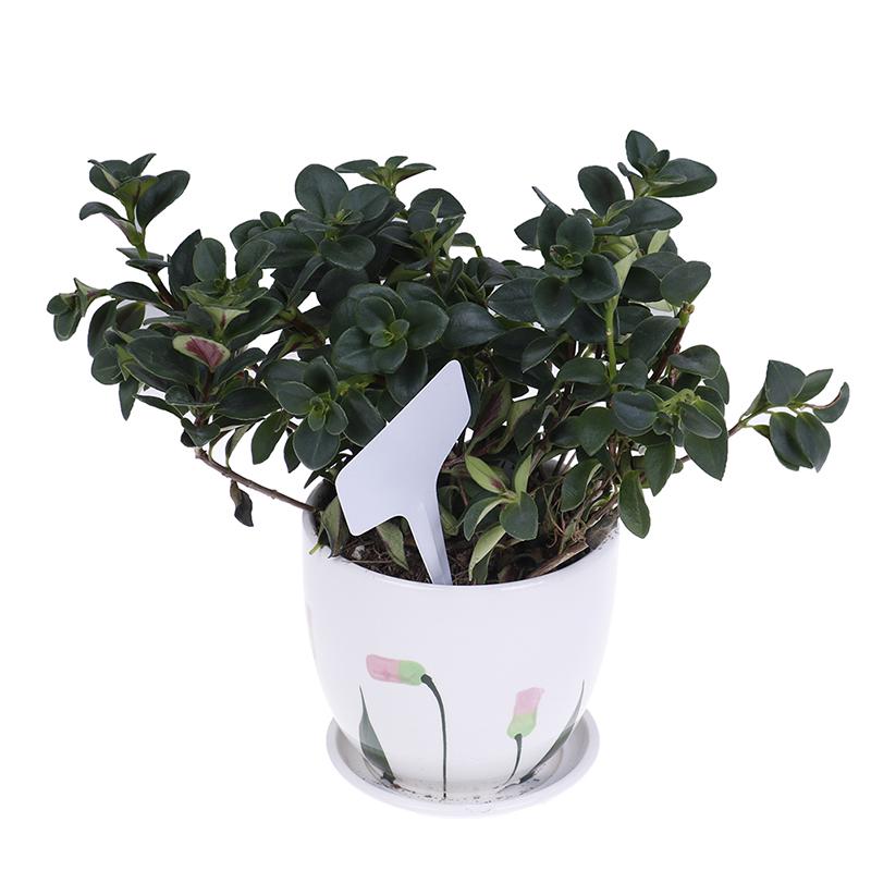 100 Pcs Garden Labels Gardening Plant Classification Sorting Sign Tag Card White