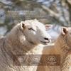 Mercury Home Textiles 100% Australian Wool Winter Comforter