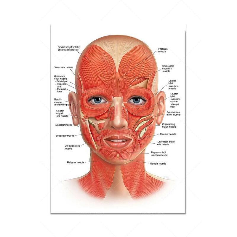Новый Строение тела Скелет Настенное искусство Анатомия нервной системы Холст Картина Образовательный плакат Медицинский Декорация Живопись