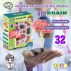 4D модель структуры мозга, хорошая детализация, равнопропорциональное уменьшение мозга, модель человеческого тела, анатомия, обучение, исследование в классе