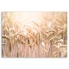 Canvas print, Cereal in the sun