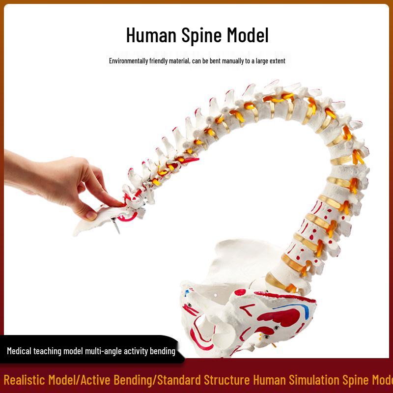 Взрослый 1:1 Модель позвоночника человека для хиропрактики - Шейный, Поясничный, и Демонстрация скелета