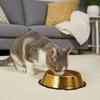 Stainless Steel Pet Feeding Bowl Gold Plated Cat Food Dish Dog Water Food Bowl  for Feeding