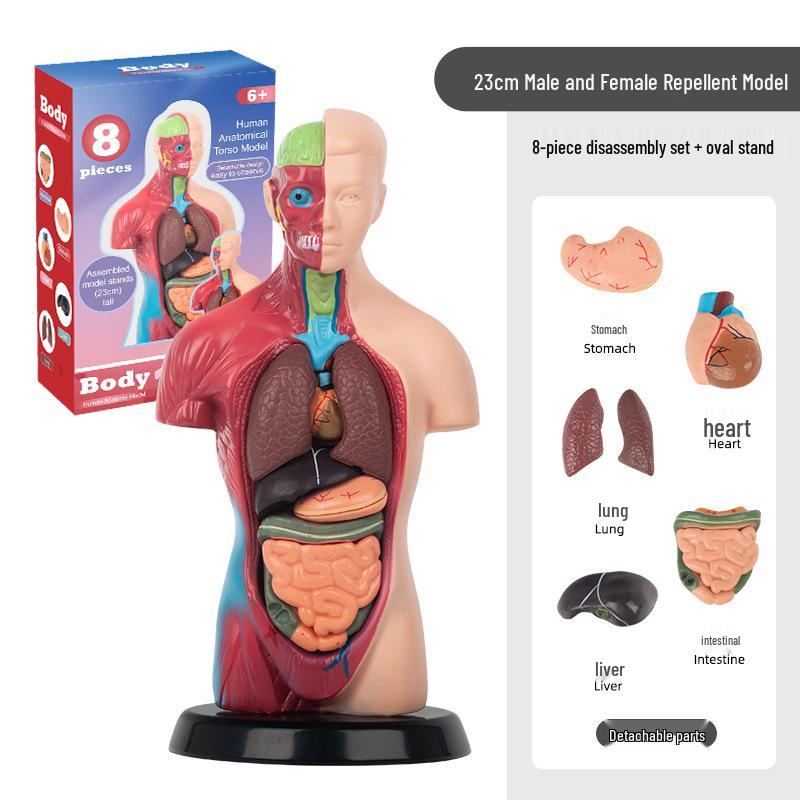 Набор 3D-модели человеческого скелета для детской образовательной анатомии и медицинского обучения