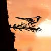 Stylish 1pc Magpie Metal Bird Garden Art On Tree Design Outdoor Yard Decoration for Housewarming Distinctive Natural Garden