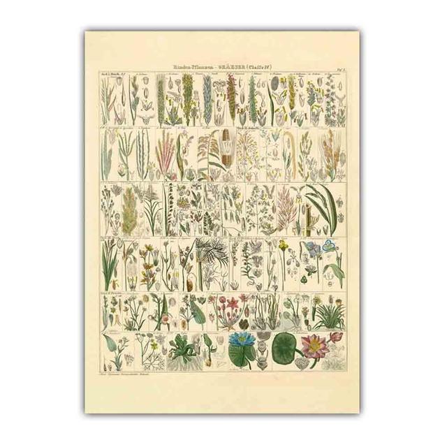 Скандинавское ретро-искусство картина на холсте с изображением растений эволюция цветов Популярная наука Плакат гостиная коридор украшение дома фреска без рамки