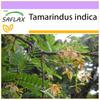 Тамаринд - 4 семени - Tamarindus indica