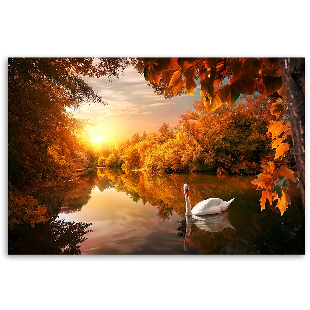 Canvas print, Swan on a pond autumn