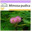 Sensitive Plant - 70 семян - Mimosa pudica