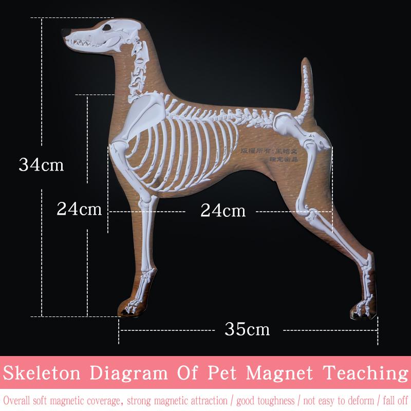 Pet Magnet Skeleton Picture Teaching Dog Magnetic Skeleton Wall Picture by Pet Beautician School 1