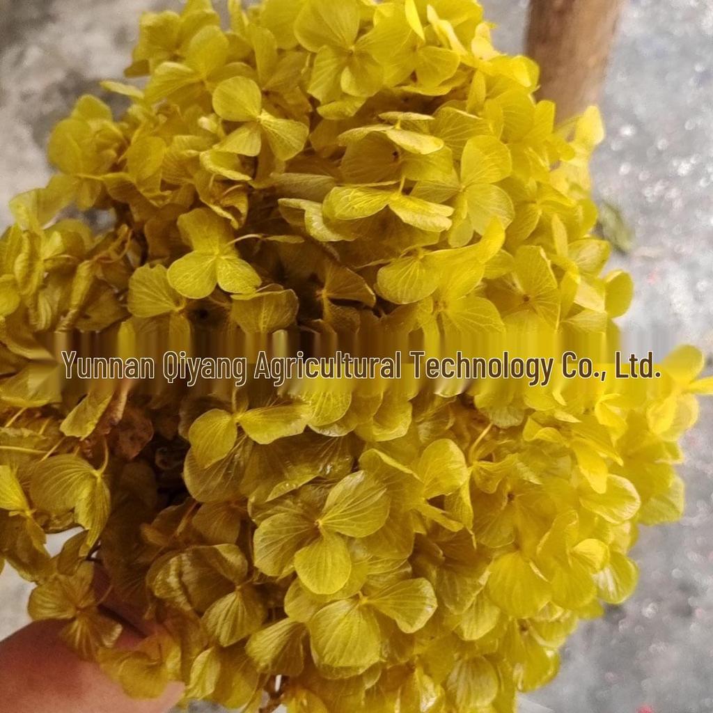 Multi-Color Preserved Bigleaf Hydrangea Single Stem Flower Bouquet for Home Decoration