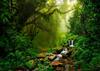 Tropical Jungle Backdrop Rain Forest Evergreen Forest Small Waterfall Photography Background Birthday Party Decoration Photo Booth Banner, 5X3FT