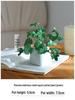 Miniature Succulent Bonsai Desk Ornament: Green Plant Props for Home or Office Decor