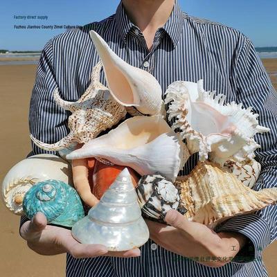 Большая раковина конха для украшения стен, акваскейпинга аквариума и коллекции морских звуков