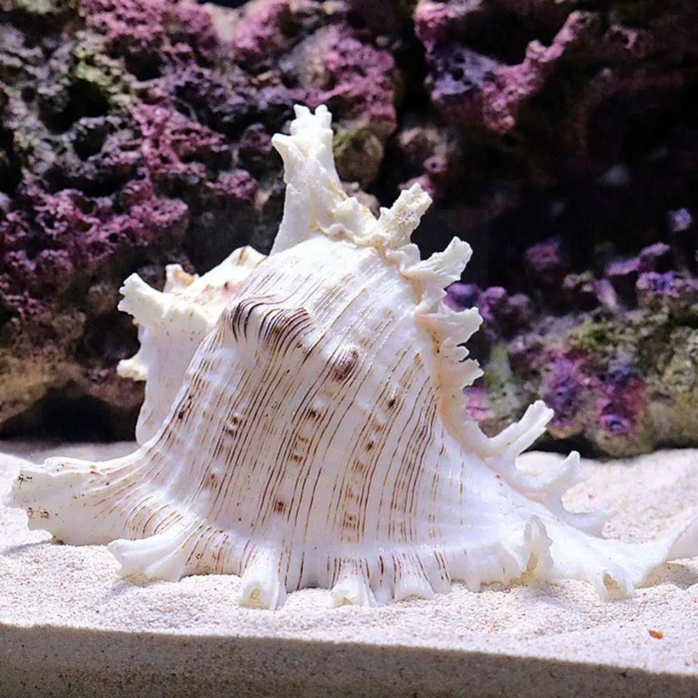 DIY Натуральная Большая Раковина Раковины Большие Раковины Поделки Статуя Аквариум Декор Главная