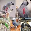 Portable Adjustable Bird Supplies Bird Leash Traction Strap Pet Training Rope Parrot Harness
