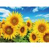 500-piece Jigsaw Puzzle - Sunflowers Blooming Under the Blue Sky, Popular Korean Puzzle